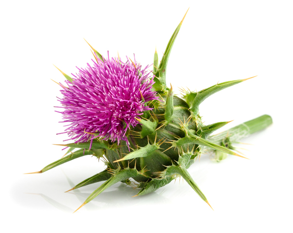 Mariendistel.jpg